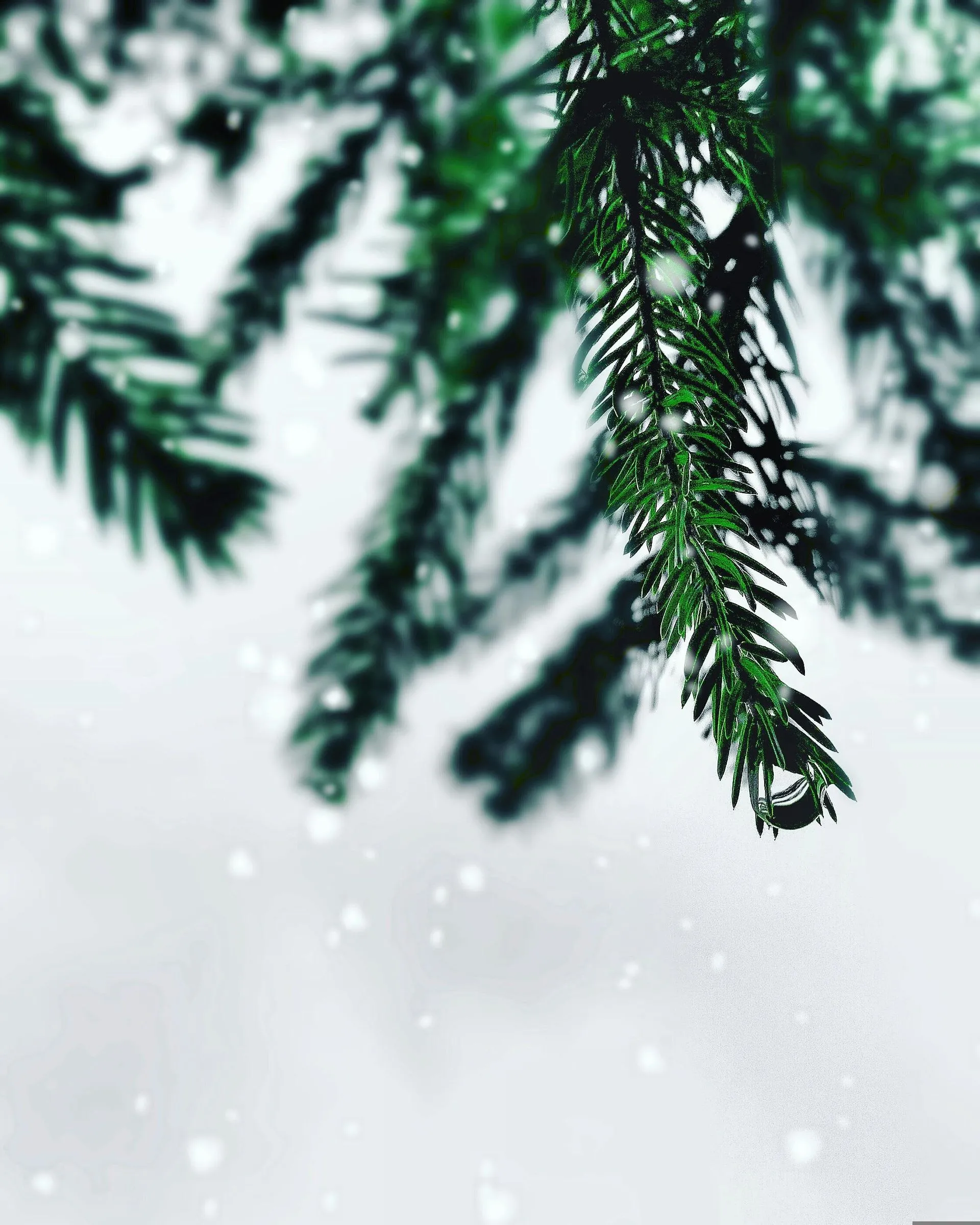 Domestic and Sexual Abuse Allegations at Christmas